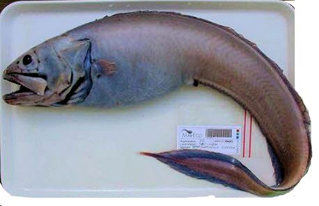 Brotulotaenia crassa_02.jpg